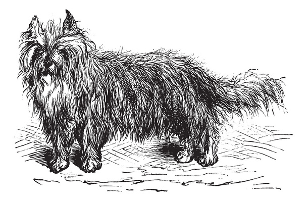 Skye Terrier tai Canis lupus familiaris vintage kaiverrus
 - Vektori, kuva