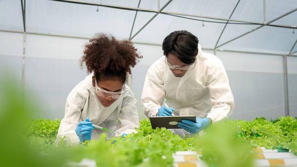 İki bilimadamı petri kabını tutuyor ve hidroponik sebzeler hakkında araştırma yapıyor.. - Fotoğraf, Görsel