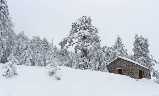 Χιονισμένο δασικό τοπίο με εξοχικό σαλέ καλυμμένο με χιόνι. χειμώνας στο βουνό. Τρόοδος βουνά Κύπρος - Φωτογραφία, εικόνα