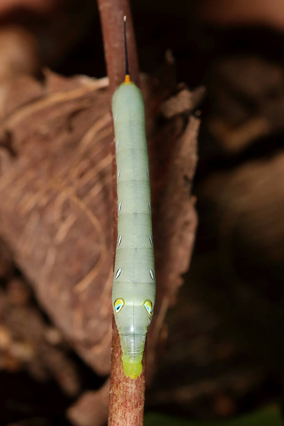 A green hawk moth caterpillar perched on a branch. - Photo, Image