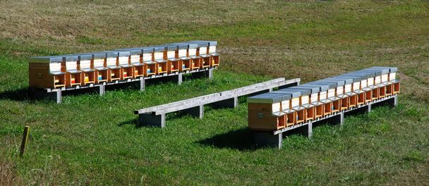 Ruches d'abeilles (rucher) dans un champ
 - Photo, image