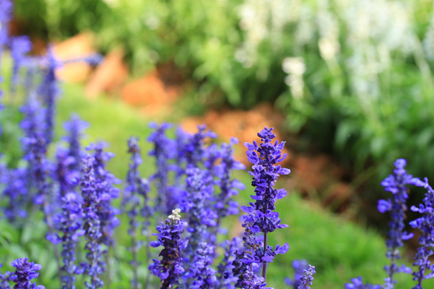 fiori di salvia viola
 - Foto, immagini