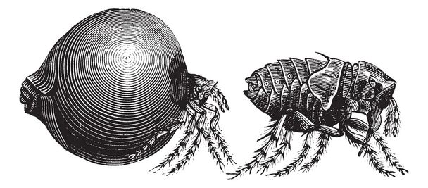Tick vintage engraving - Vector, Image