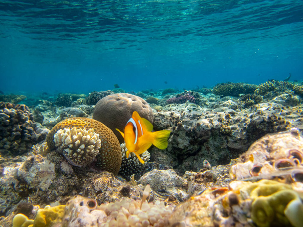 Pesce pagliaccio in una barriera corallina del Mar Rosso vicino agli anemoni marini - Foto, immagini
