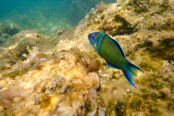 Wilder Thalassoma pavo Fisch mit bunten Schuppen schwimmt in Tiefsee mit klarem Wasser entlang rauer Korallenriffe am Grund - Foto, Bild