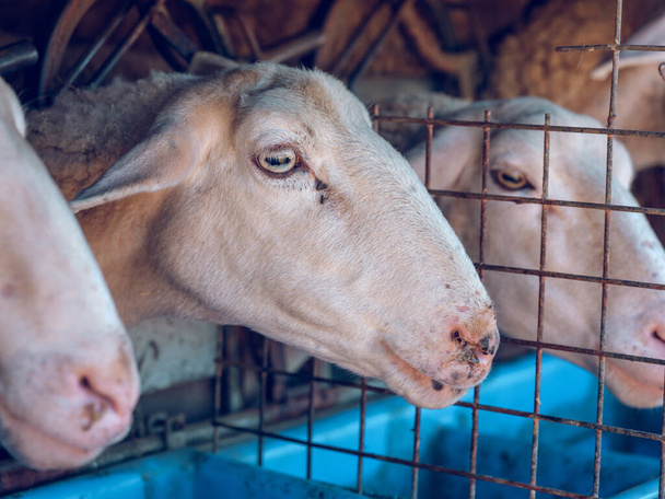 Bozales de ovejas domésticas alimentándose detrás de una barrera metálica mientras están de pie en el prado de la granja en tierras de cultivo soleadas - Foto, imagen