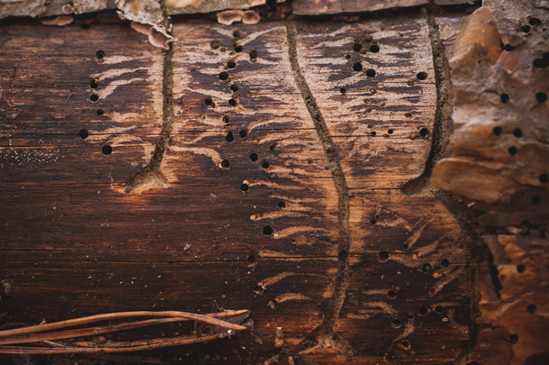 bark beetle gallery engraving on spruce wood - Foto, imagen