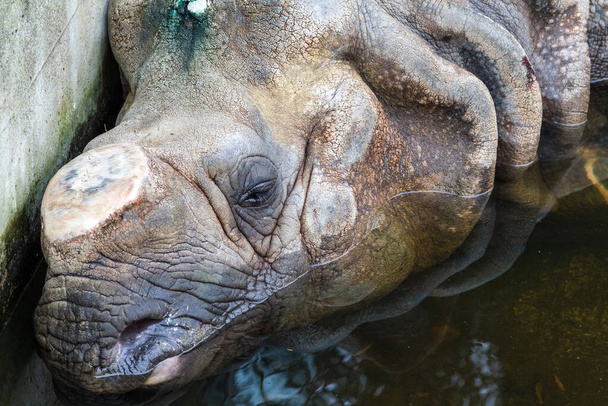 Portret van neushoorn slapend in water met afgesneden hoorn. - Foto, afbeelding