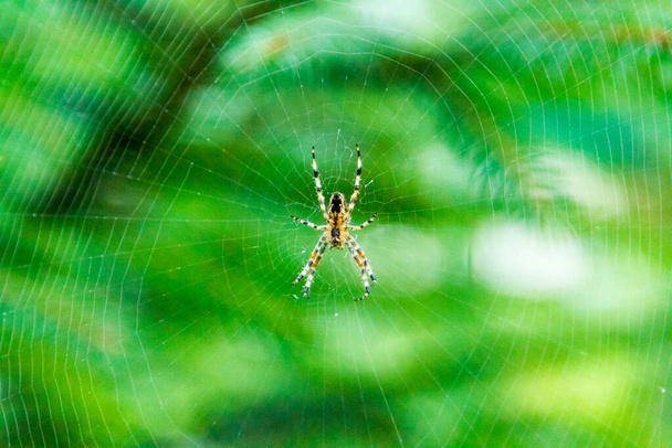 Common American House Spider also known as Cobweb Spider in the middle of his web outdoors with green background. - Photo, Image