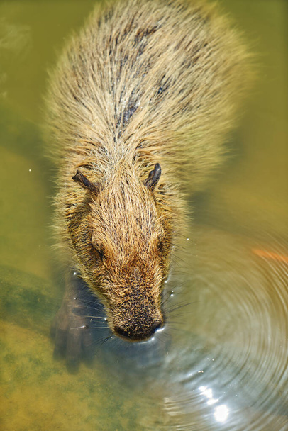 Portrait of a cute capybara resting in a water pond, view from above, close-up capybara, warm light, vertical image, space for text. - Photo, Image
