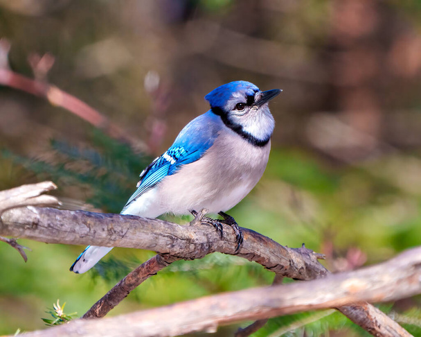 Blue Jay close-up side view perched on a branch with forest blur background in its environment and habitat surrounding and displaying blue feathers. Jay Bird. - Photo, Image