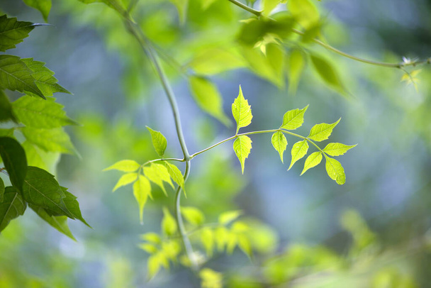 Природа зеленого листя в саду влітку. Натуральне зелене листя рослини, що використовуються як весняний фон обкладинки сторінки навколишнього середовища екології або свіжих шпалер - Фото, зображення