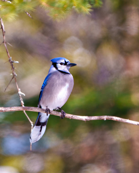 Blue Jay close-up front view perched on a branch with a blur soft background in the forest environment and habitat surrounding displaying blue feather plumage wings. Jay Picture. Portrait. - Фото, зображення