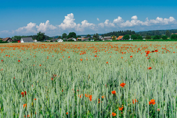 Field with poppies and wheat, beautiful landscape - Photo, Image