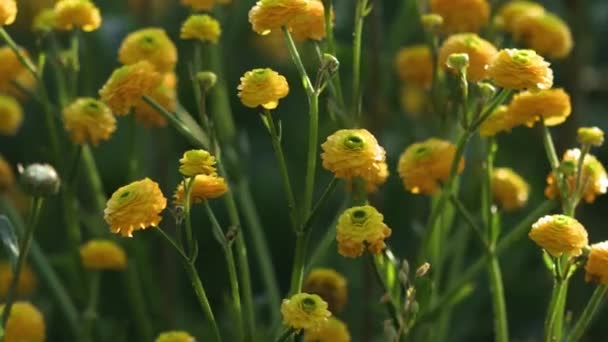 Schöne gelbe Blumen wiegen sich im Wind. Im Hintergrund grüne Blätter. Die Strahlen der Sonne erhellen Blumen und Gras wunderschön. - Filmmaterial, Video