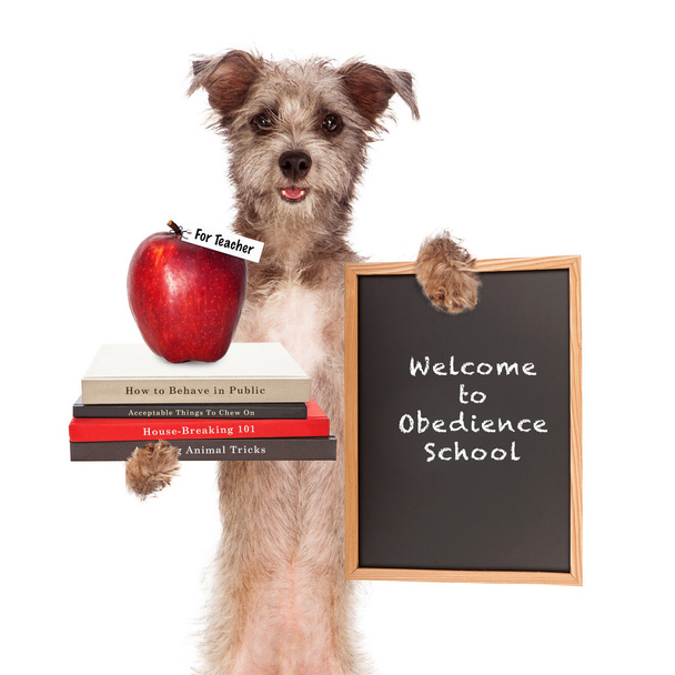 Maestro de escuela de obediencia de perro
 - Foto, imagen