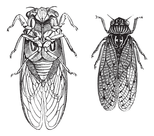 Zikaden oder Zikaden oder Tettigarctidae Vintage-Gravur - Vektor, Bild