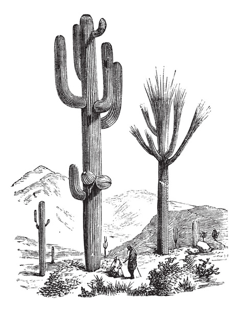 Saguaro or Carnegiea gigantea vintage engraving - Vector, Image