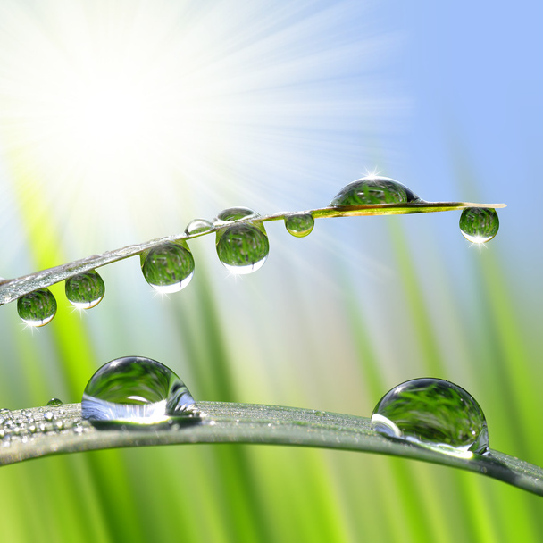 Dew drops closeup - Photo, Image