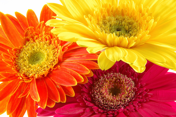 Colorful gerber daisies - Photo, Image