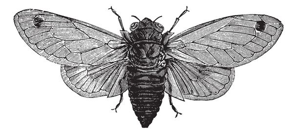 Семнадцатилетняя цикада или Magicada cassini или Magicicada septen
 - Вектор,изображение