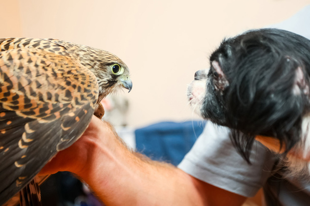 Lanner falcon en pekingese honden - Foto, afbeelding