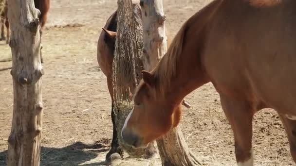 Rancho de cavalos. Cavalos de raça pura comem feno seco, paisagem rural. Belos cavalos de corrida numa quinta. Cavalo que come o feno da forragem do alimentador líquido que pendura na doca estável - Filmagem, Vídeo