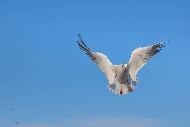 Крупный план чайки парящие в воздухе, с голубым цветом неба на заднем плане - Фото, изображение