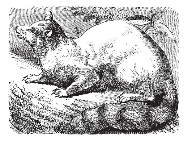 Кольцехвостый или кольцехвостый кот или Bassariscus astutus vintage engra
 - Вектор,изображение