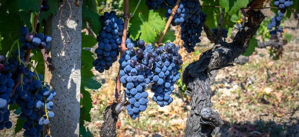 érett szőlő készen áll a betakarítás előállítására cannonau és carignano win - Fotó, kép