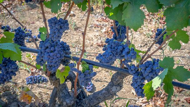 uvas maduras prontas para a vindima para a produção de canhão e carignano win - Foto, Imagem