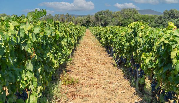 спелые виноград готов к сбору урожая для производства каннонау и Carignano победу - Фото, изображение