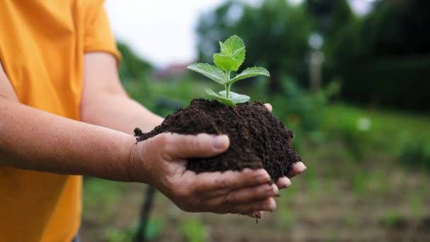 Zbliżenie ręka człowiek, trzymam obfitość grunt z młody roślina. Ręka rolnika kontrolującego zdrowie gleby przed sadzeniem w gospodarstwie ekologicznym. Koncepcja zielonego świata dzień ziemi. Wysokiej jakości zdjęcie - Materiał filmowy, wideo