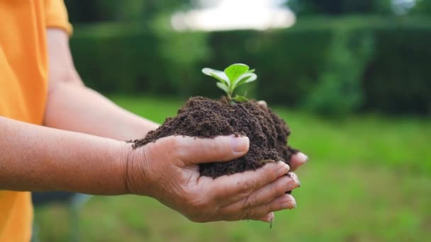 Genç bitkilerle dolu bol toprakları tutan kişinin eli. Organik çiftliğe ekmeden önce toprak sağlığını kontrol eden bir çiftçi. Yeşil Dünya Günü 'nü düşün. Yüksek kalite fotoğraf - Video, Çekim