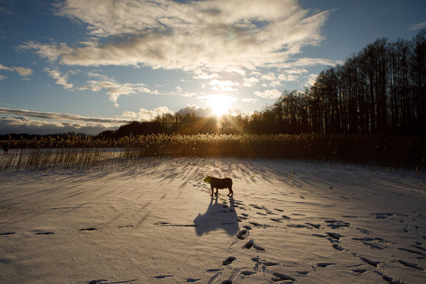 Собака и тростник вокруг озера в зимний вечер на закате с длинными тенями. Молетай, Литва - Фото, изображение