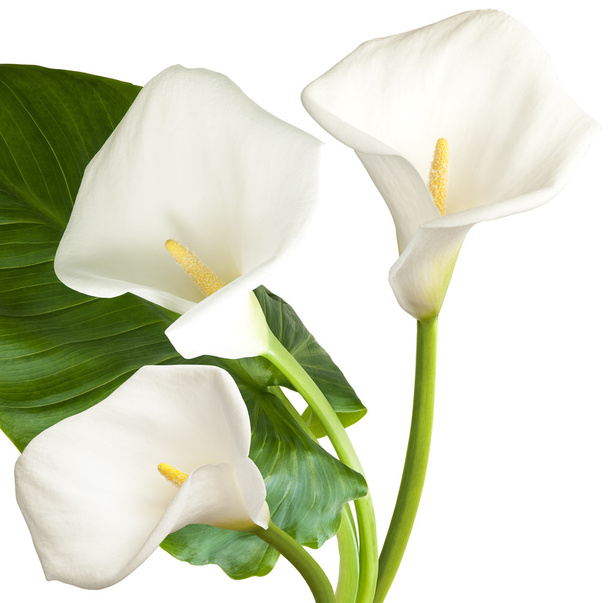 drei weiße Blüten - Foto, Bild