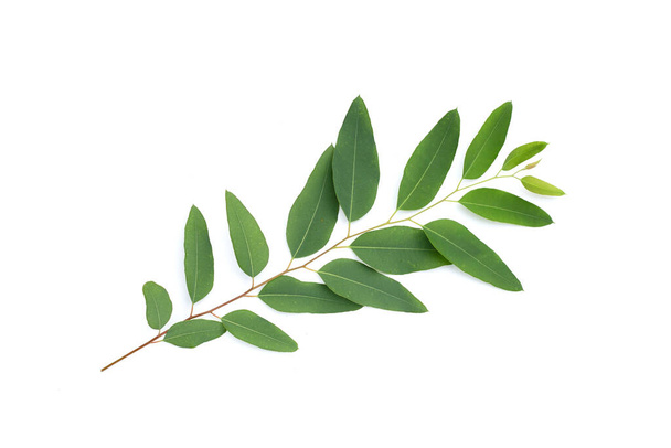Green leaves of eucalyptus on white - Foto, imagen