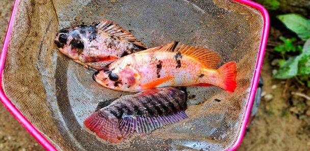 Tilapia pesce o oreochromis mossambicus che è stato appena preso dal laghetto dei pesci, pronto per essere cucinato. - Foto, immagini