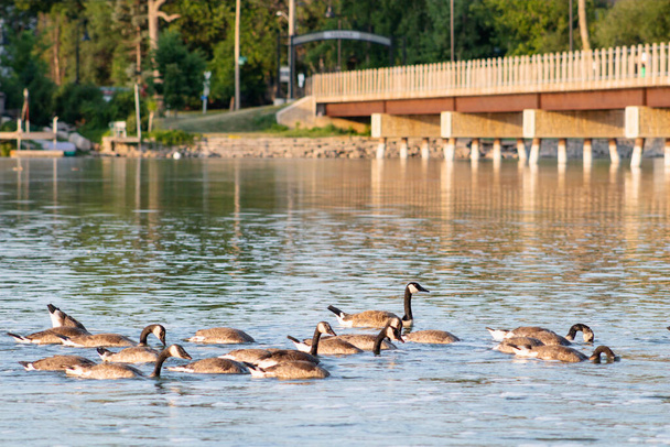 сім'я гусей на озері - Фото, зображення