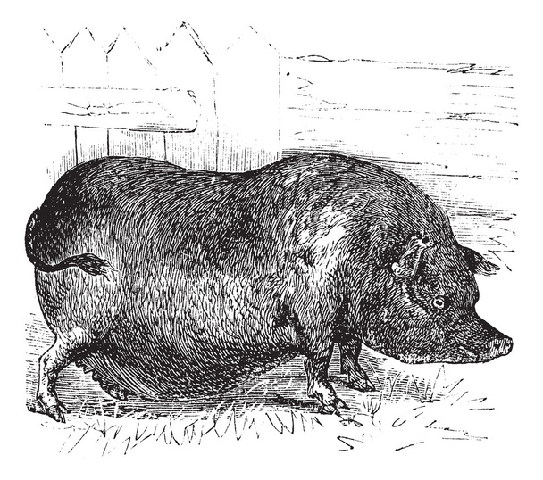 Heude na świni lub świnia brodawkowata Indochin lub Wietnam świnia brodawkowata lub Sus - Wektor, obraz