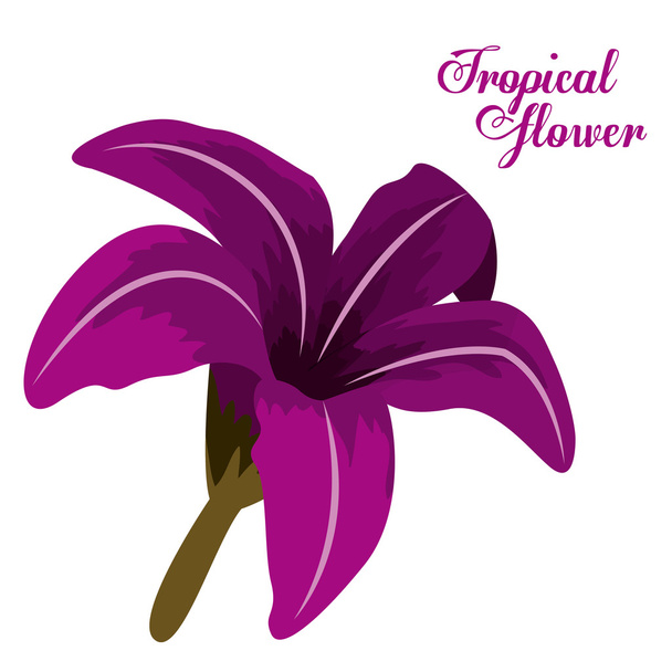 Tropikal çiçek tasarım - Vektör, Görsel