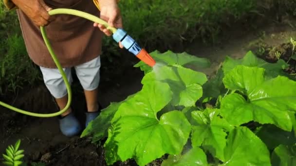Summertime. Gardener in uniform watering with hose a green spring plant. Closeup.  - Footage, Video