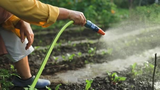 Woman gardener farm worker holding water hose and watering irrigating plant. Girl gardening in garden. Home grown organic food. Local garden produce clean vegetables. Gardening agriculture concept.  - Footage, Video
