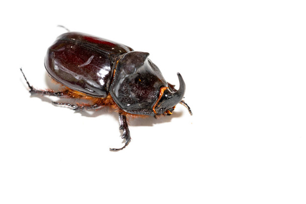 Oryctes nasicornis scarabée isolé sur fond blanc 03 - Photo, image