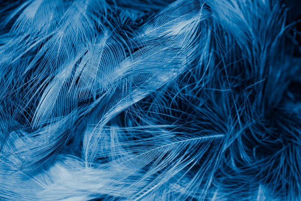 plumas blancas y azules. antecedentes - Foto, Imagen