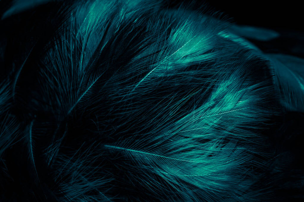 plumas blancas y azules. antecedentes - Foto, imagen