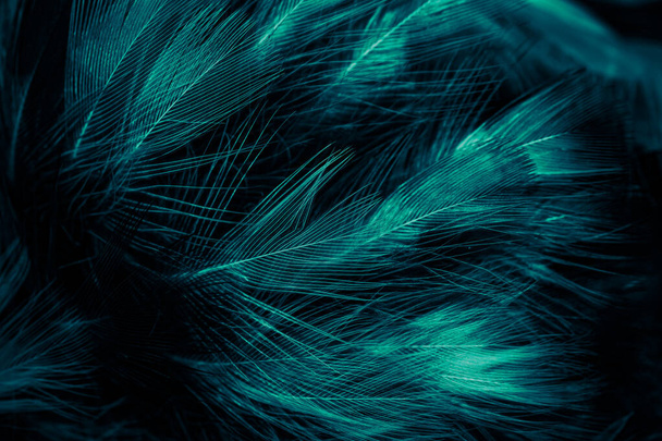 white and blue feathers. background - Photo, Image