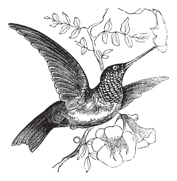 ροδοκόκκινος - το κολίβριο ή archilochus vintage engrav colubris - Διάνυσμα, εικόνα