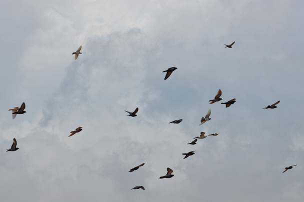 ptáků, kteří létali za zatažené obloze - Fotografie, Obrázek