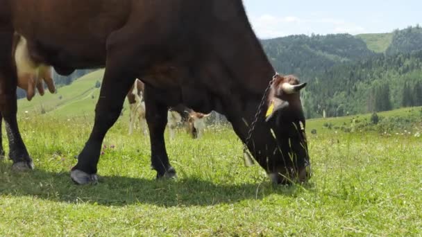 Close-up van een koeienkop met een bel in de nek die gras eet in een weiland. Het begrip landbouw. - Video